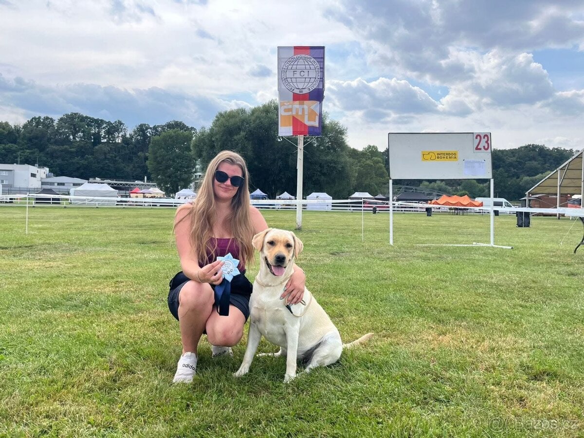 Labradorský retrívr - 5