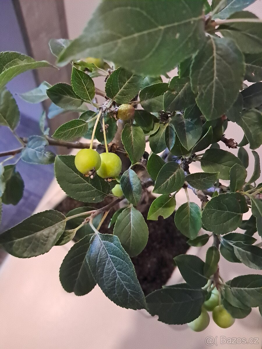 Bonsaj,bonsai Jabloň - 5