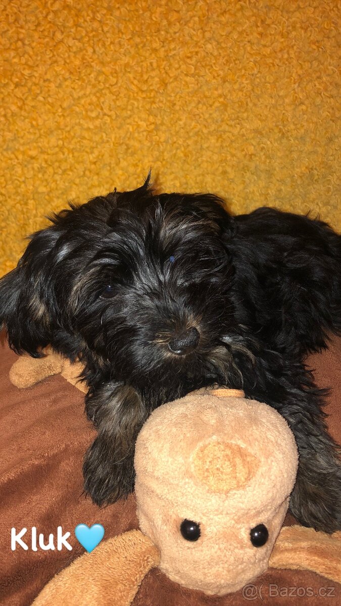 Jorkšírský teriér bez PP - 5