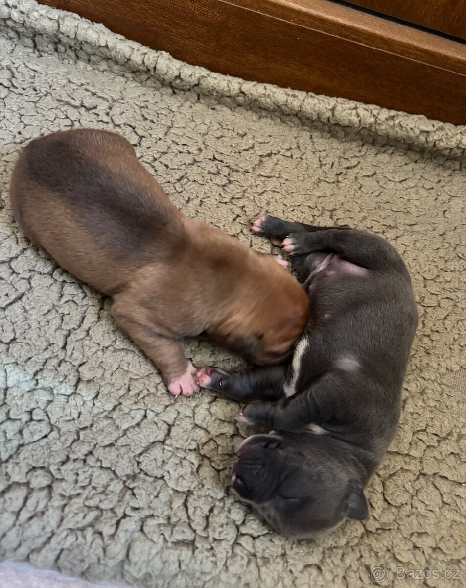 Americký stafordsirsky terier, Stafford, amstaf - 5