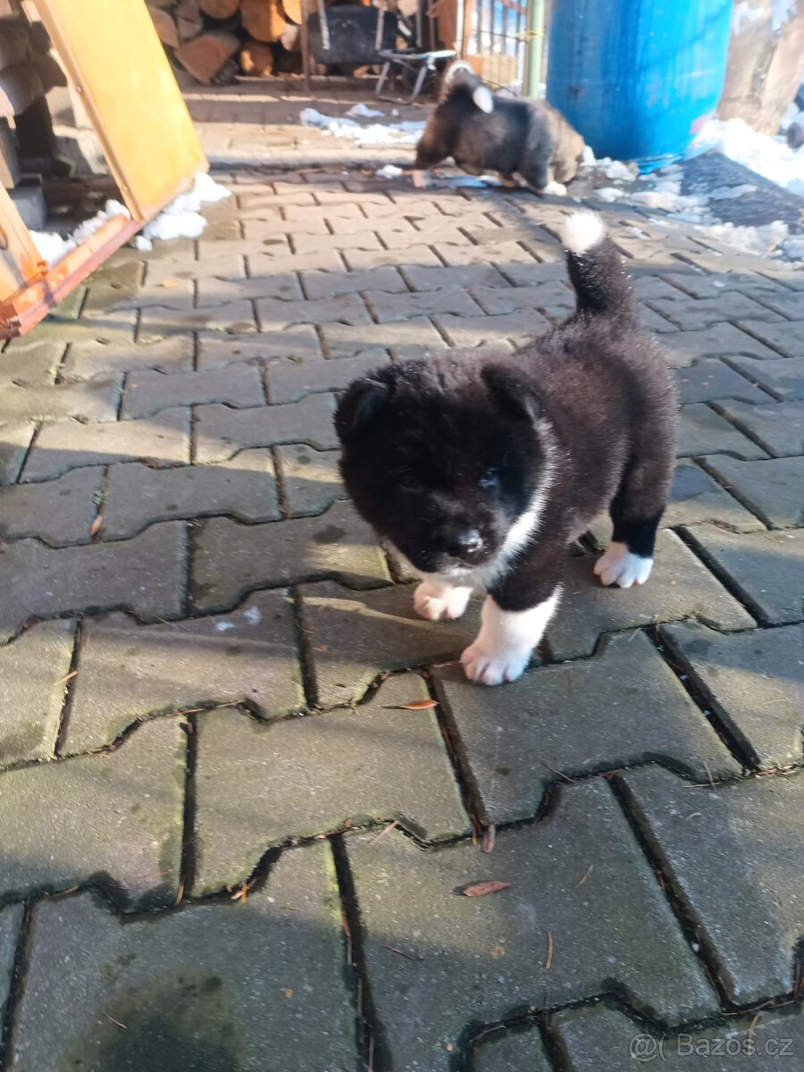 Americká Akita - 5