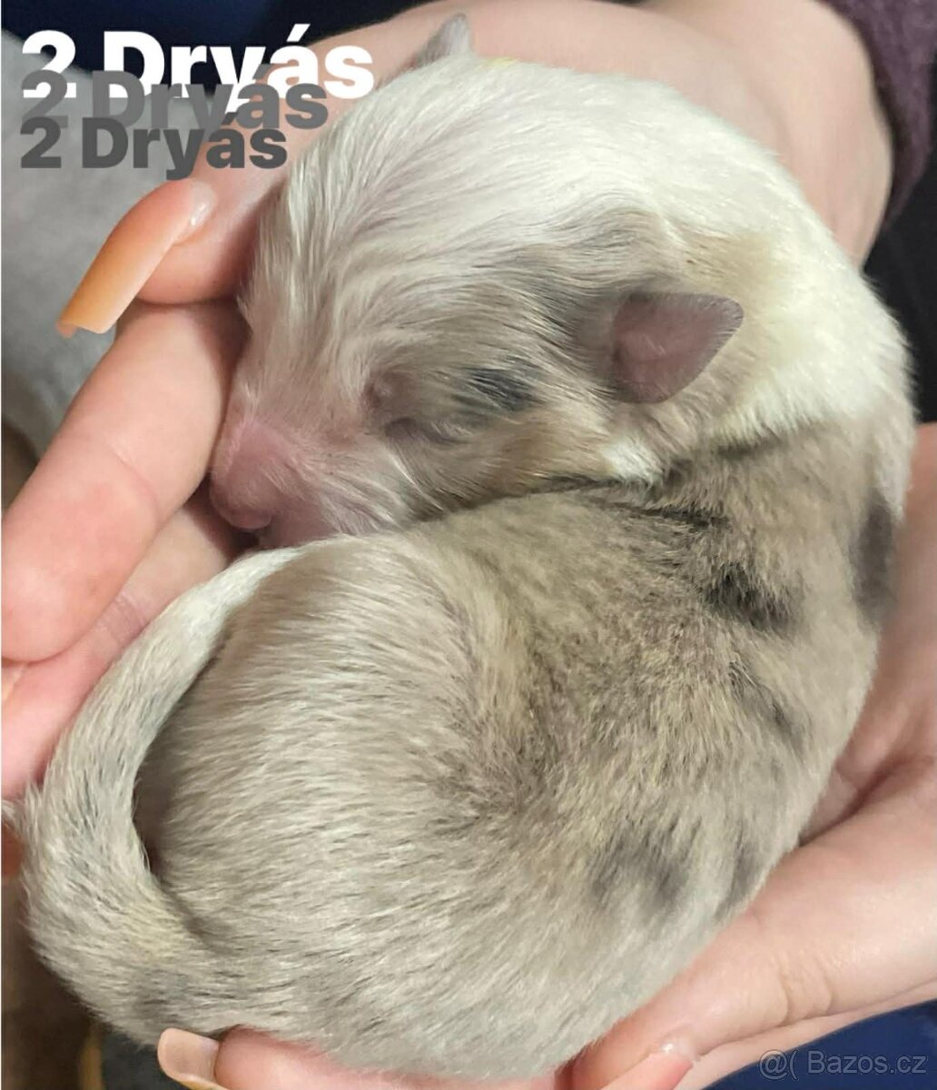 Border kolie s pp - 5