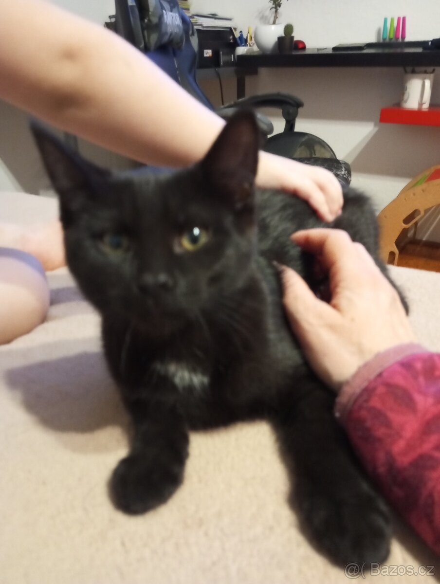 Koťátka - 5