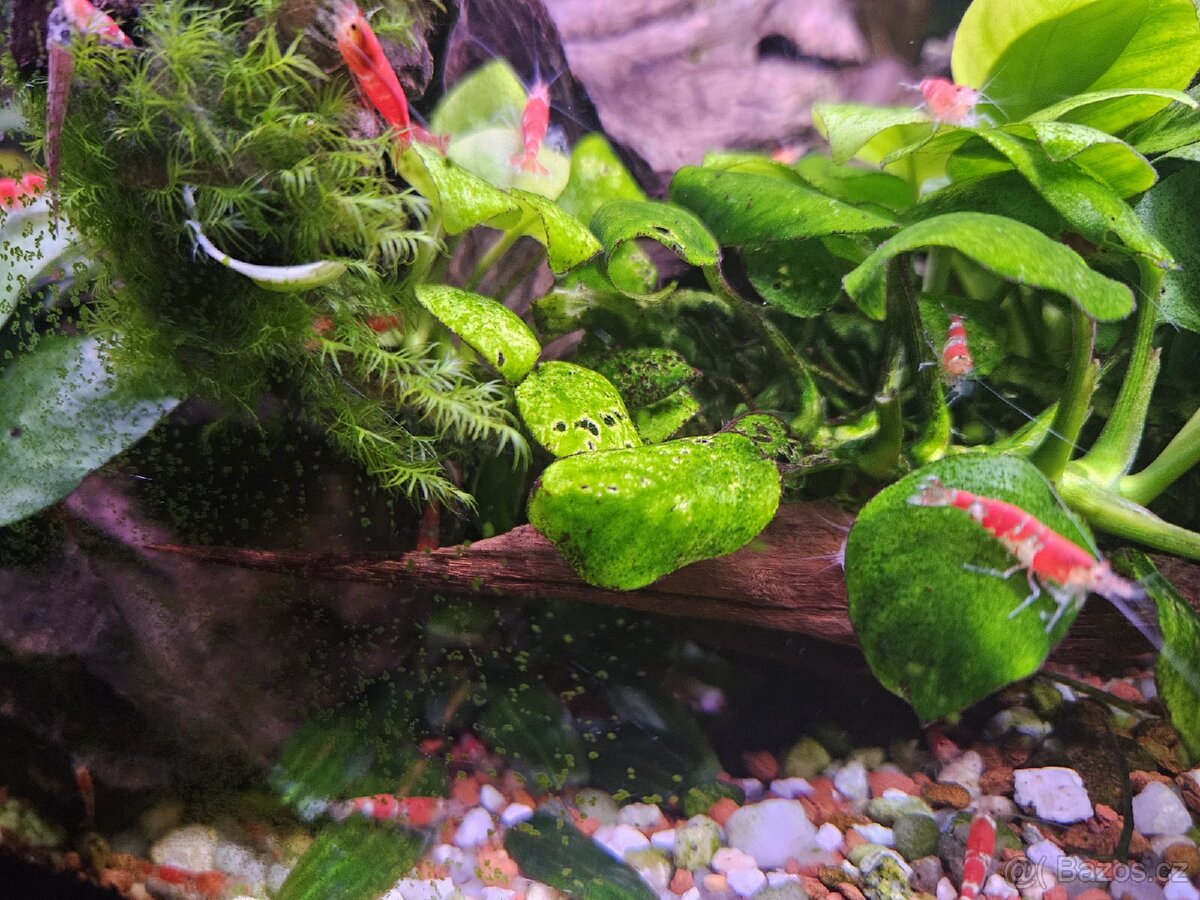 Krevetky Red crystal - 5