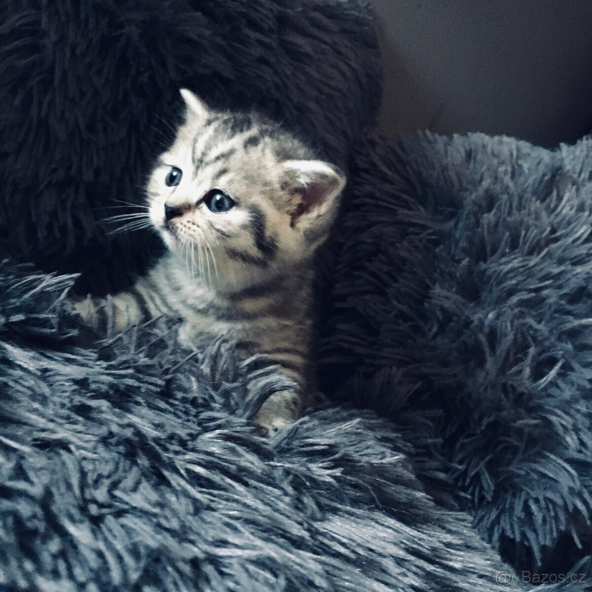 Britský kocourek ke krytí - 5