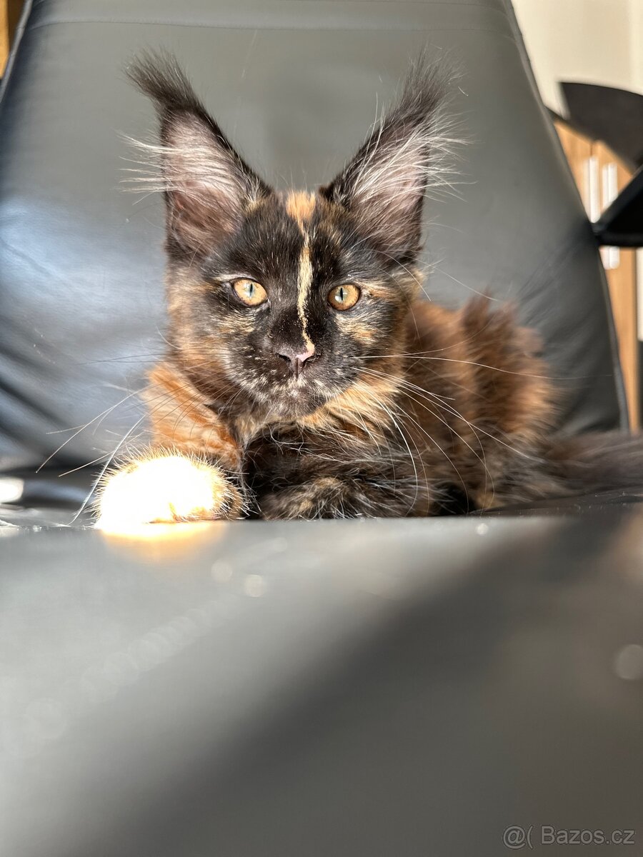 Mainská mývalí s PP - 5