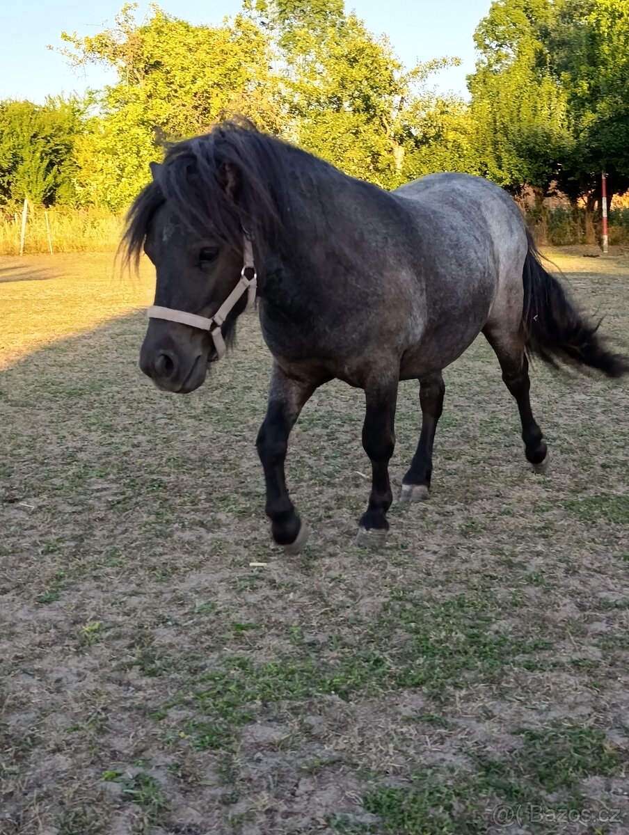 Shetland pony - 5