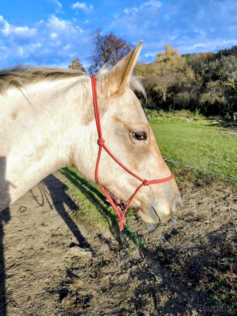 Klisna APH / APPA (rezervace do 23.11.) - 5