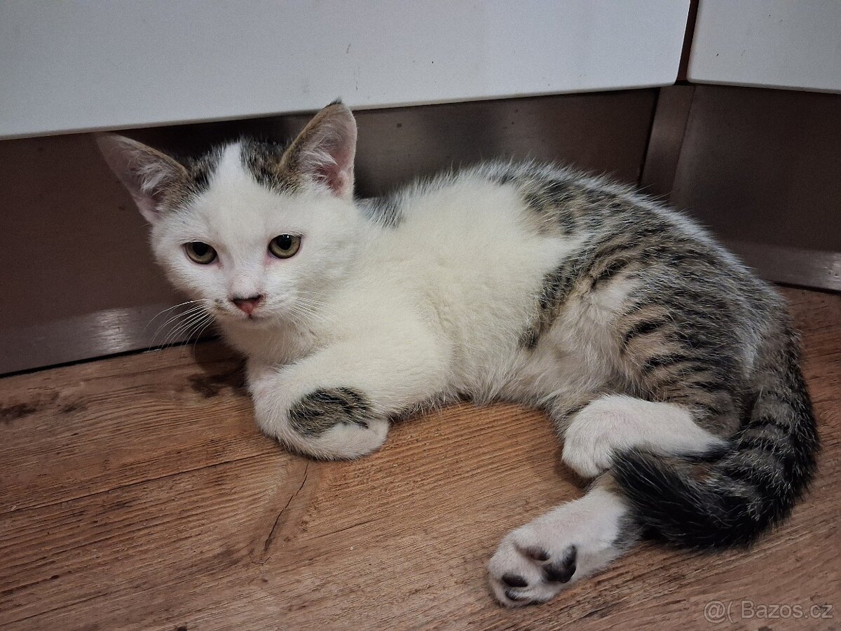 Daruji koťata - 5