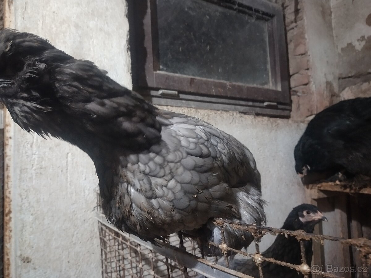 Mix hedvábnička - 5