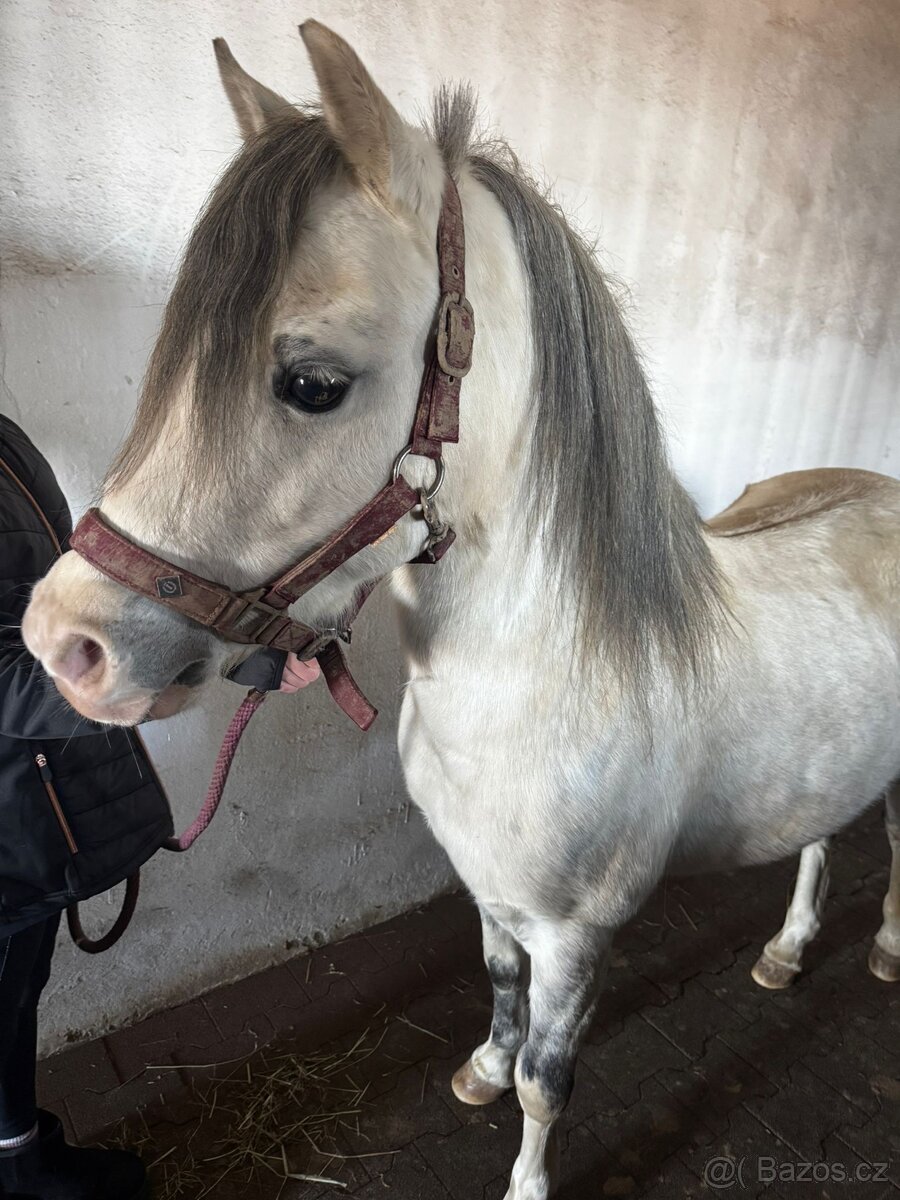 Welsh pony sekce B - 5