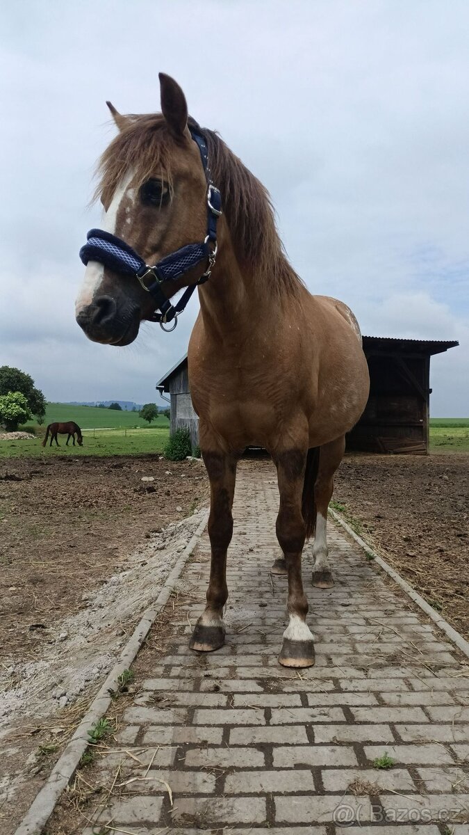 Valach společník 🐴🥕 - 5