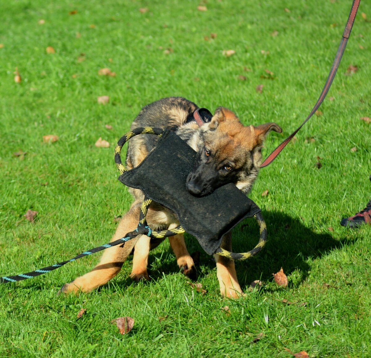 Německý ovčák-štěňata - 5