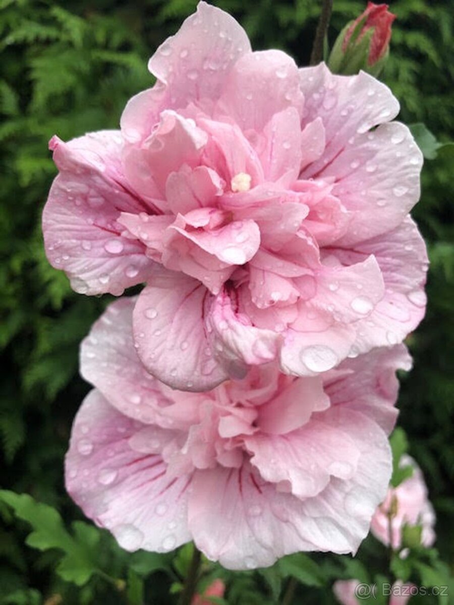 Ibišek Syrský keřový 12 barev - druhů - 5