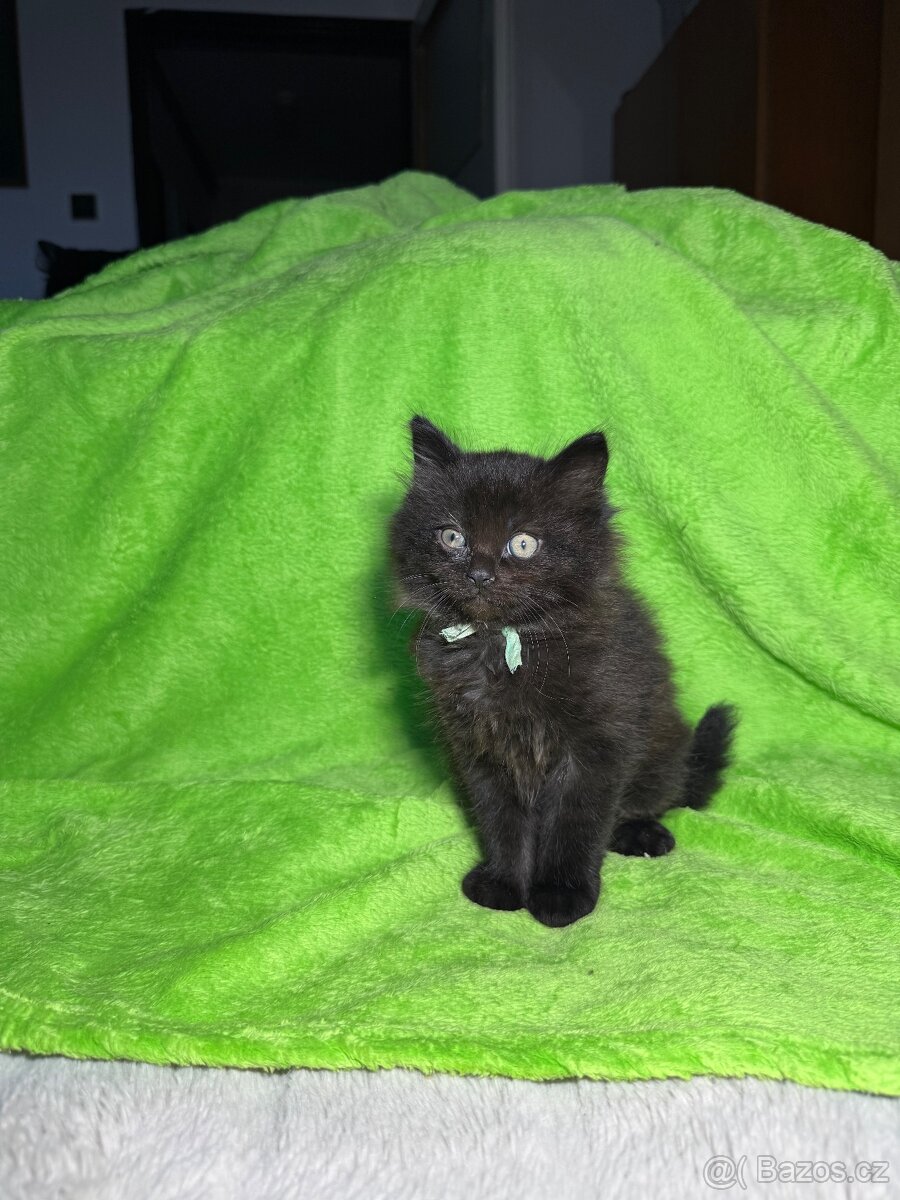 Koťátko Čtyřlístek 🍀 - 5