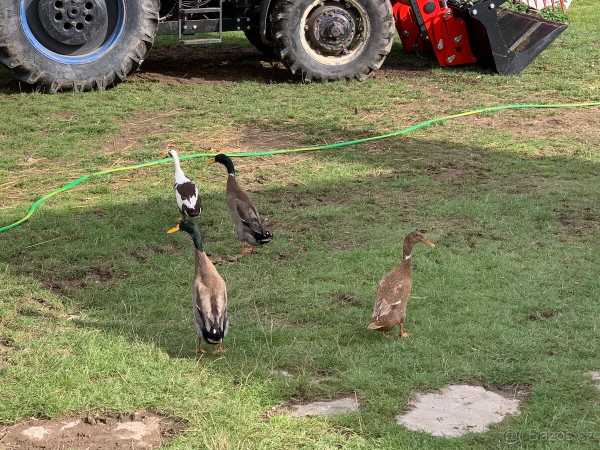 Indičtí běžci - 5