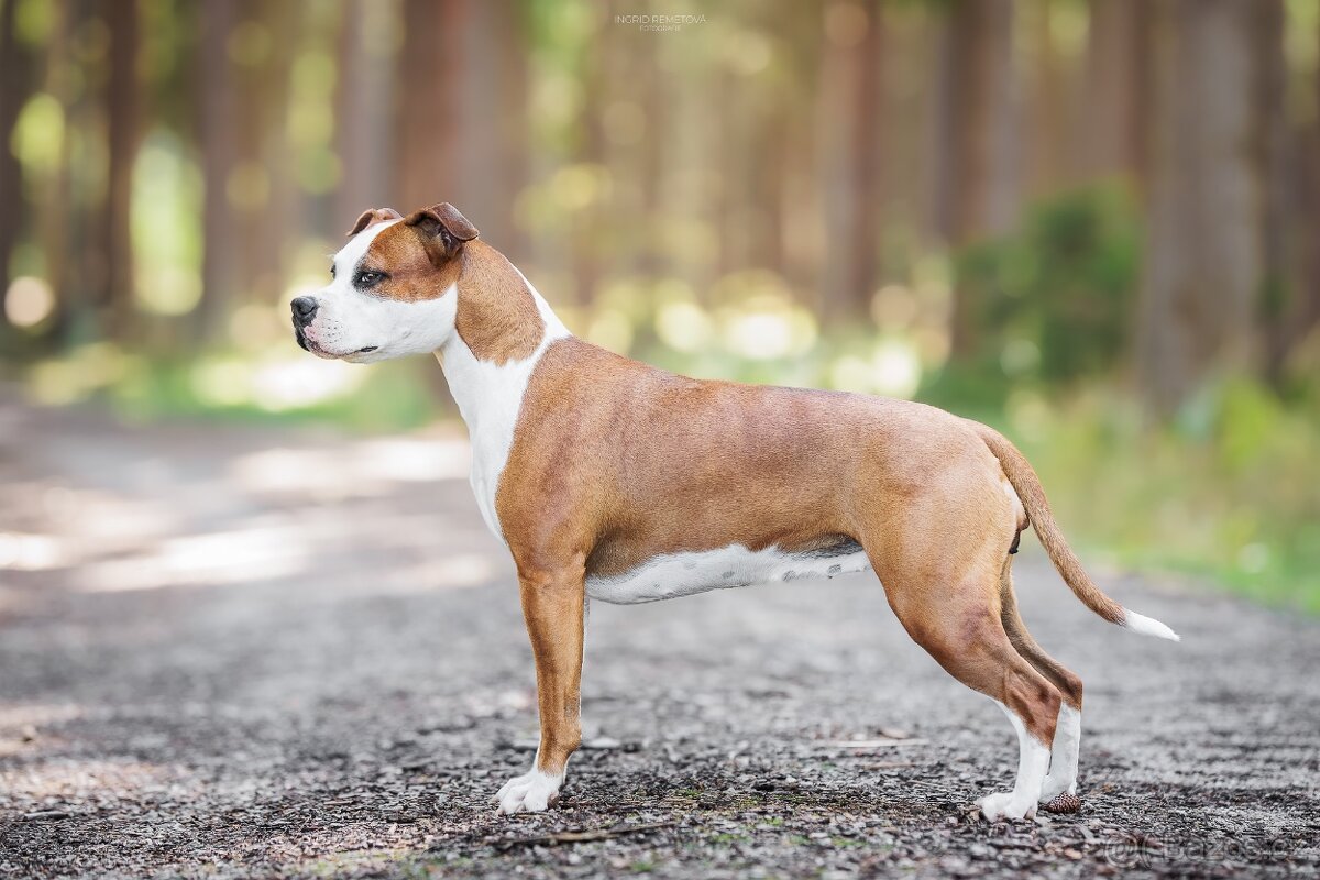 Štěně americký stafordšírský teriér s pp - 5