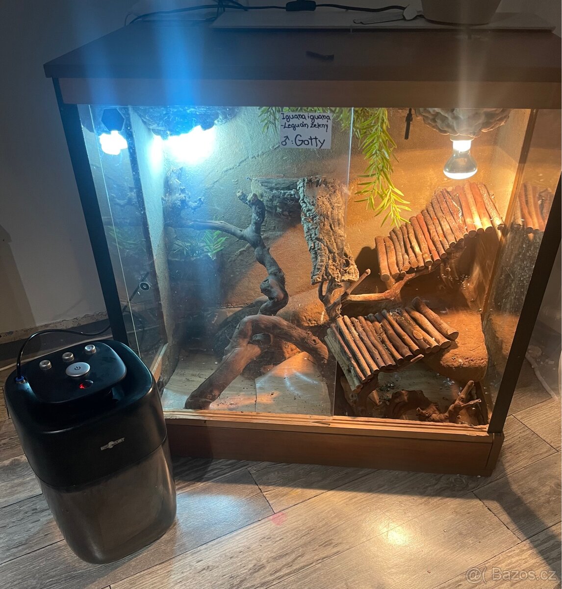 Leguán zelený + terárium a vybavení - 5