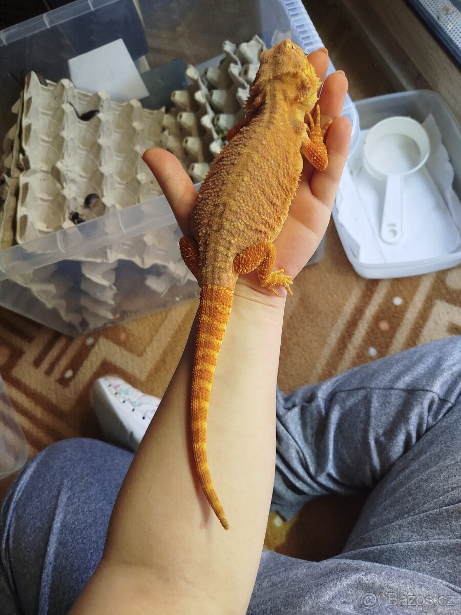 Mláďata agamy vousaté - 5