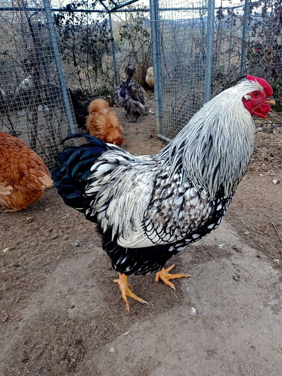 Kohout wyandotka - 5