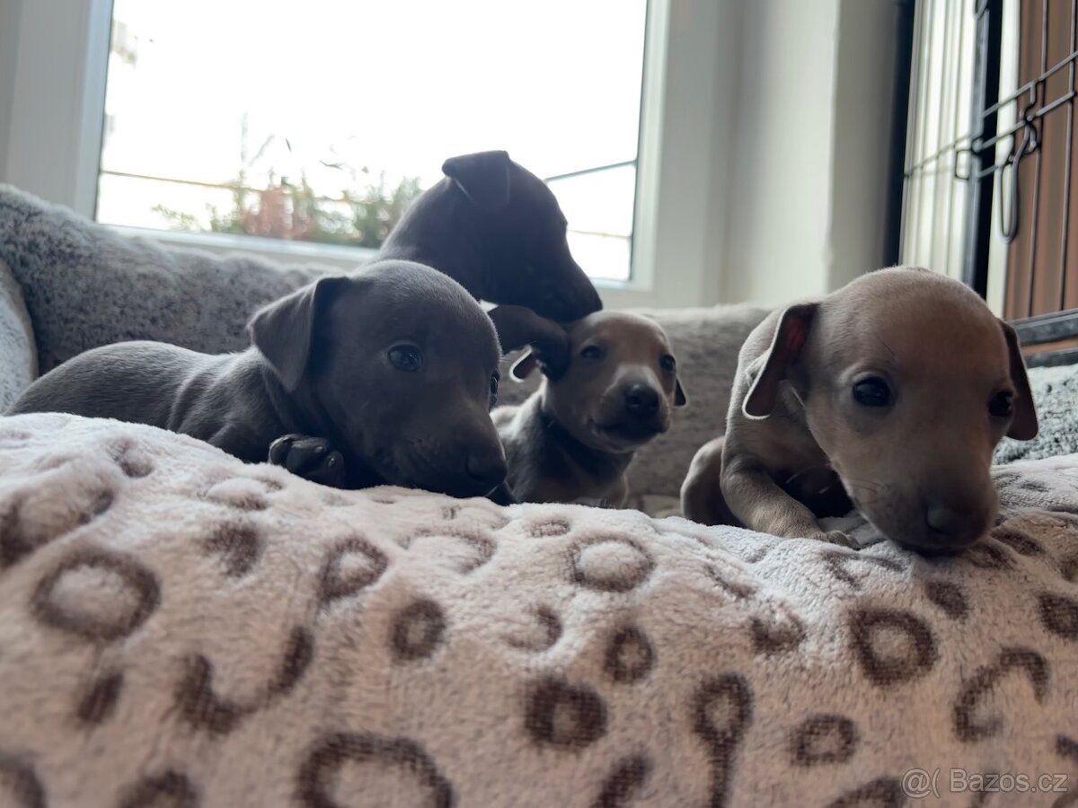Štěňátka Italského chrtíka s PP - 5