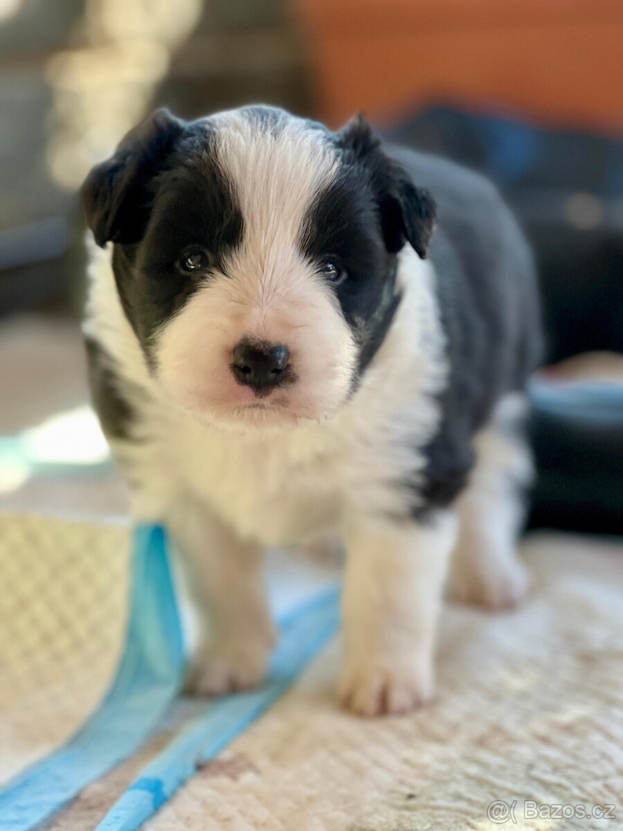 Top štěňata Border kolie s PP - 5