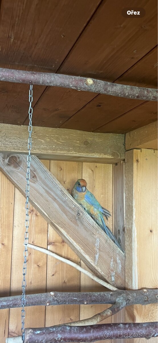 Rosela penant samice rok 2025 - 5