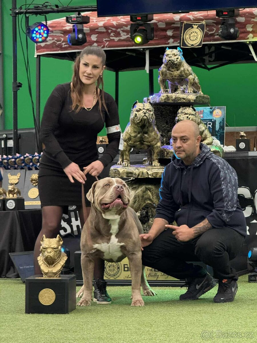 Krycí pes American bully XL / XXL - 5