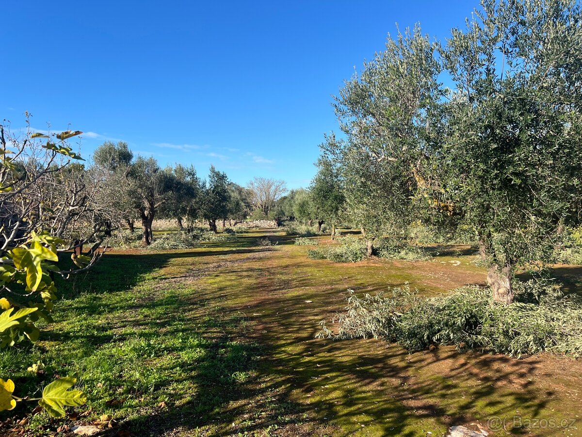 Stavebni pozemek 12.000m2 u moře🇮🇹 - 5
