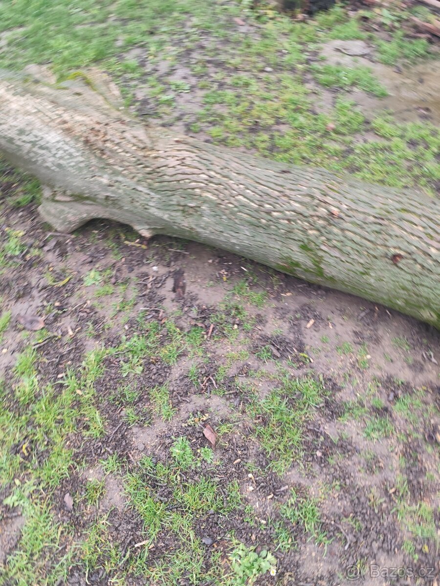 Prodám kmen ořechu - 5