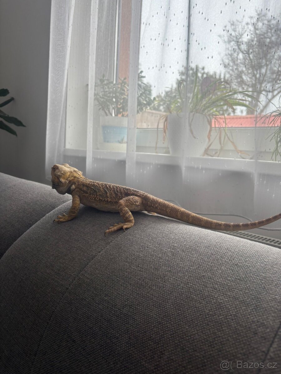 Samec Agama i s teráriem - 5
