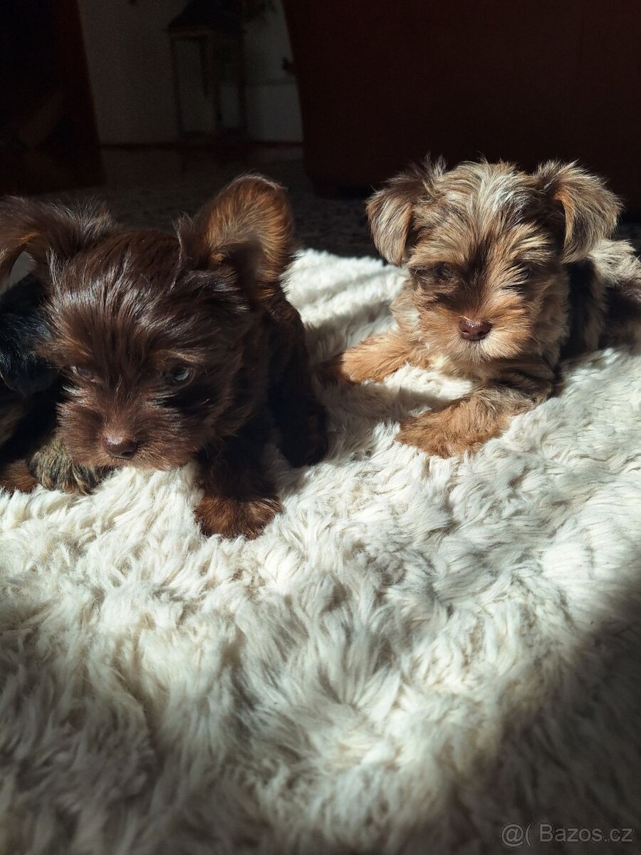 Jorkšír,jork,jorkšírsky teriér,yorkšhir - 5