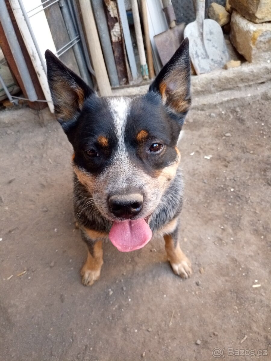 Australský honácký pes - 5