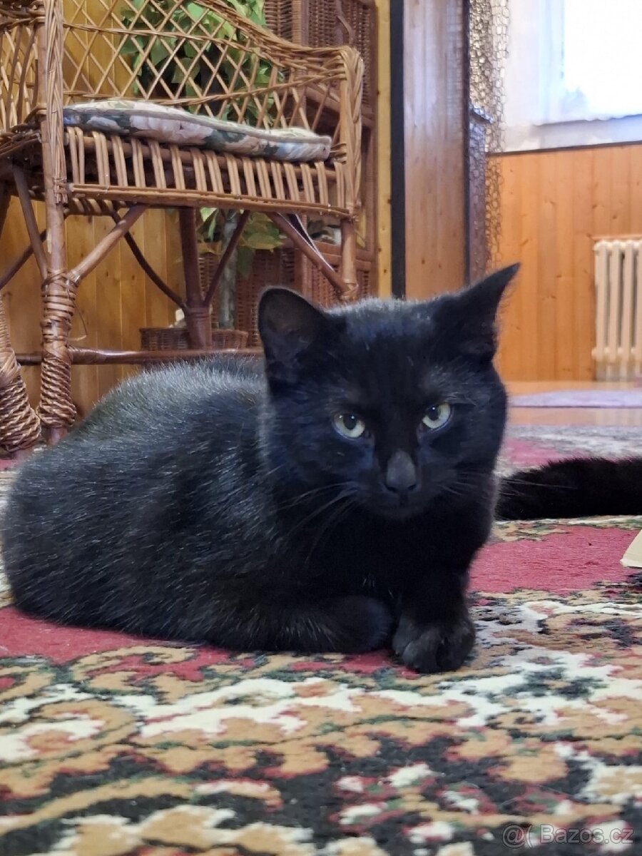 Hledá se domov pro 2 černá koťata - 5