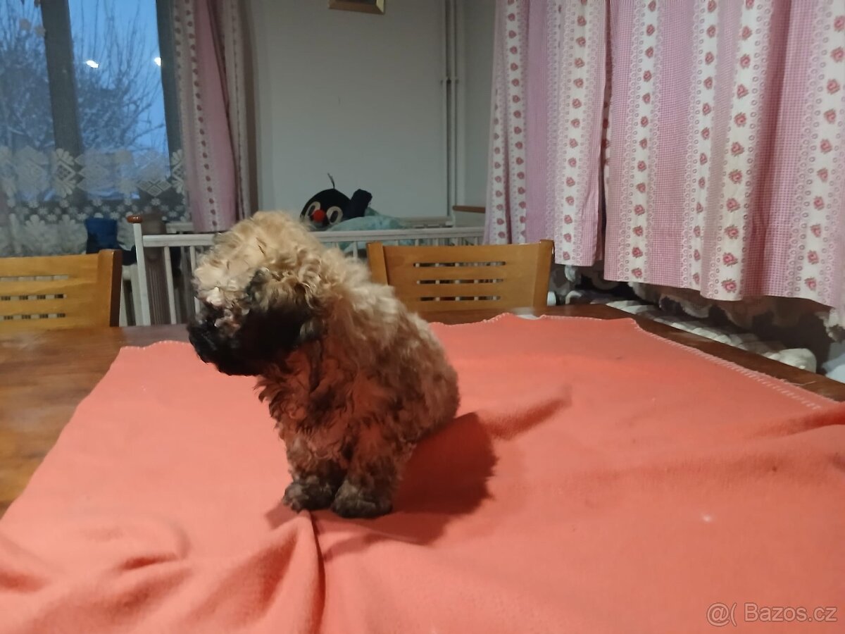 Boloňský psík bez PP - 5