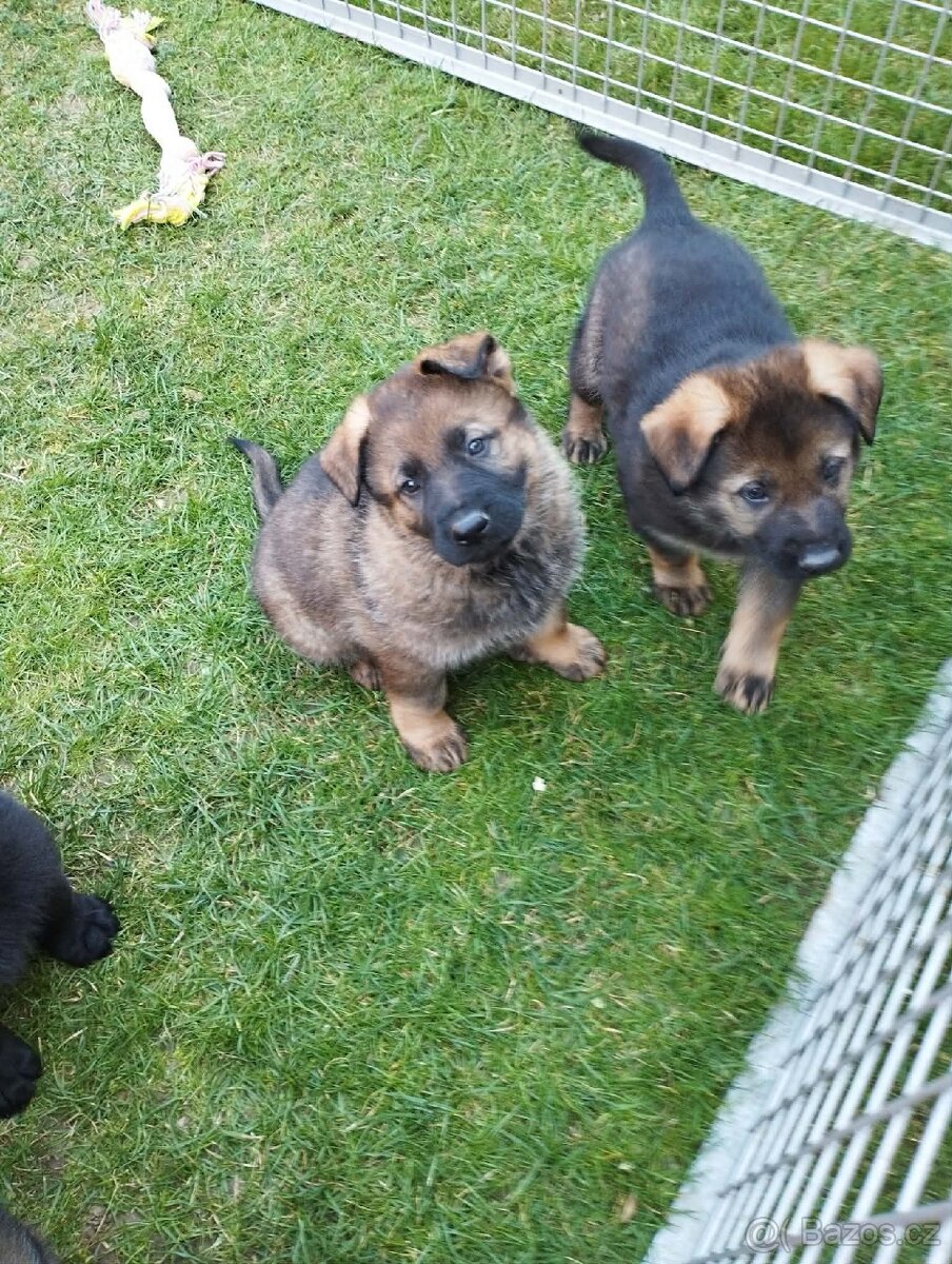 Prodám štěňata německého ovčáka s PP - 5