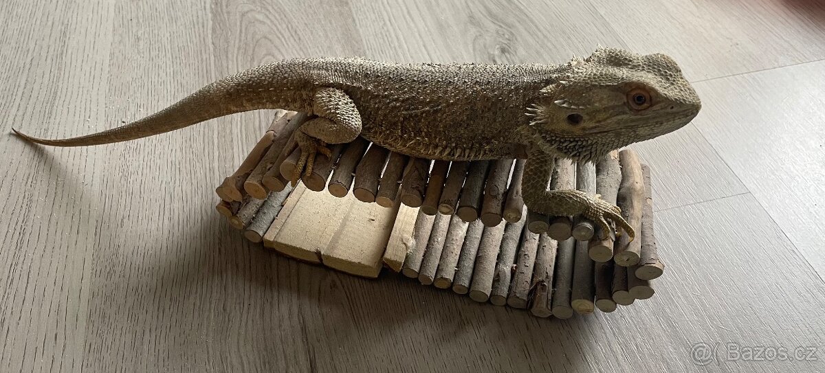 Agama vousatá - samci - 5