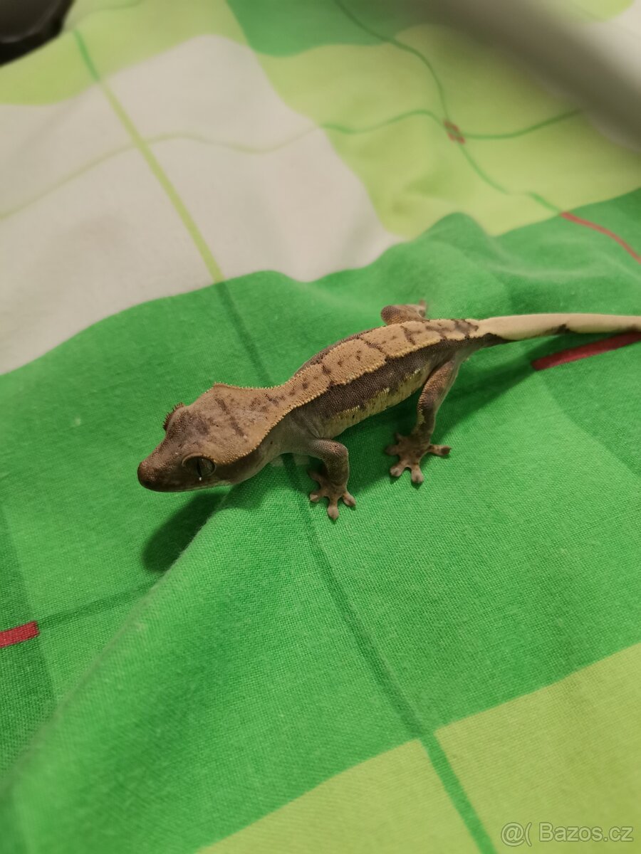 Pagekon řasnatý prodej - 5