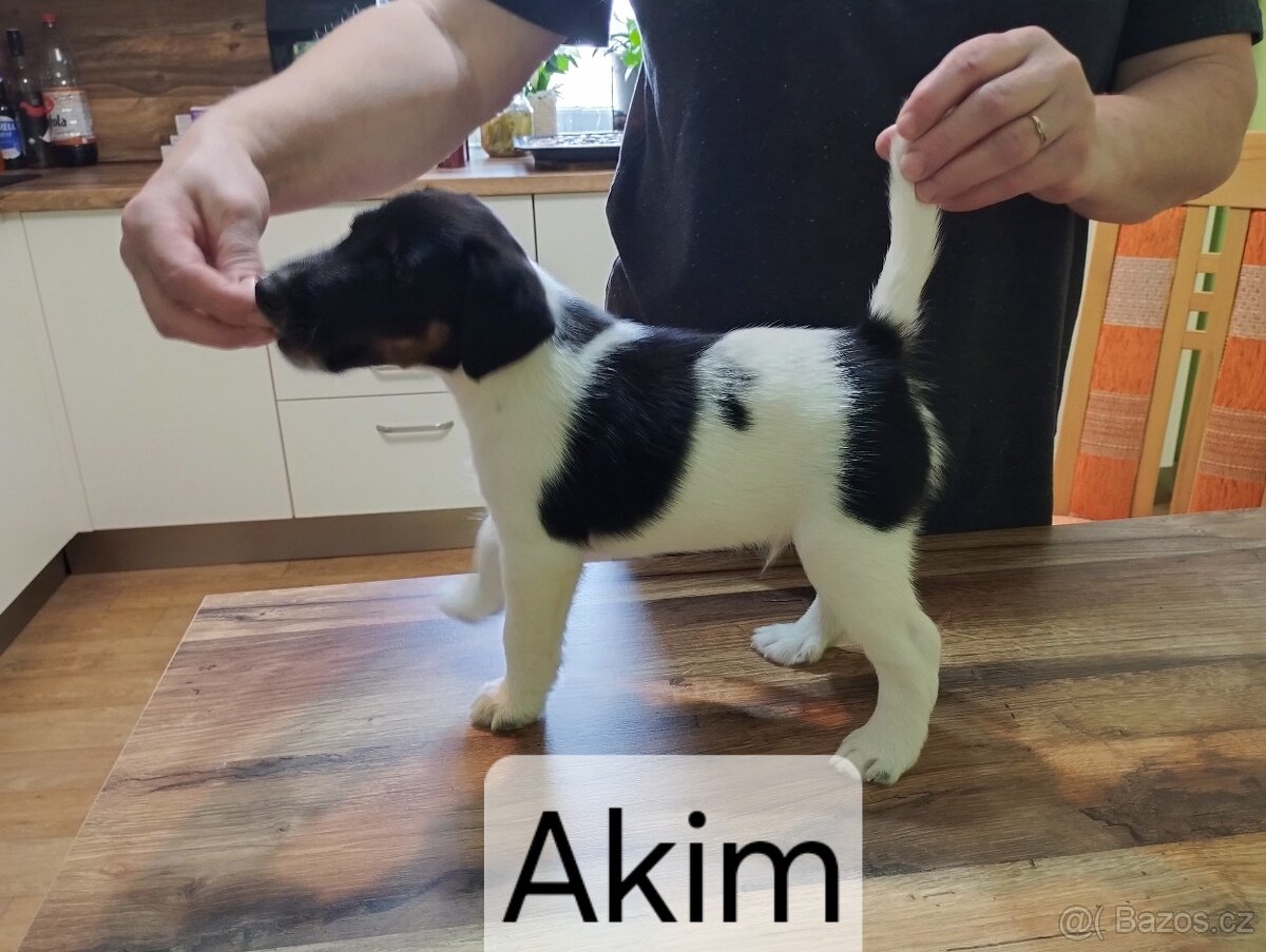 Hladkosrstý foxteriér - 5