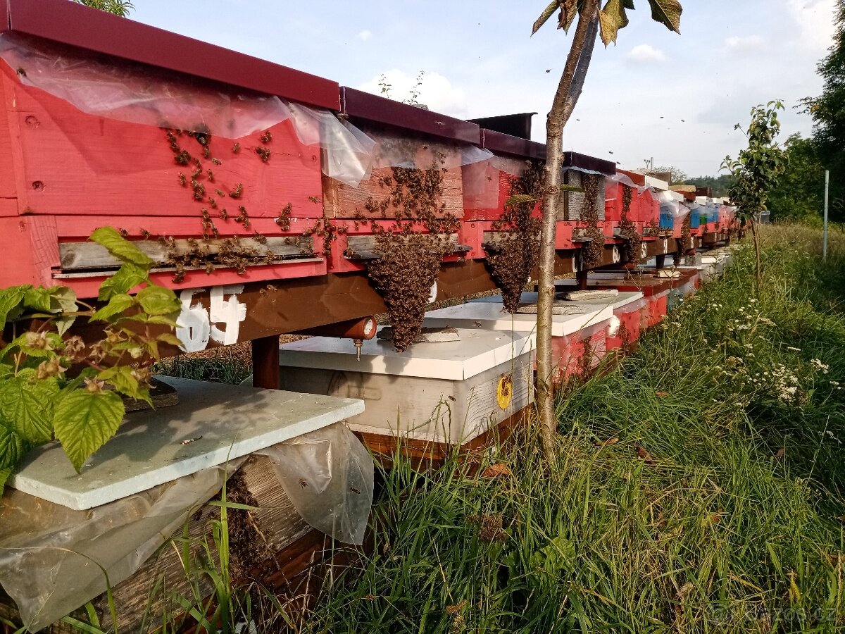 Vyzimovaná včelstva, vyzimované oddělky, langstroth 2/3 - 5