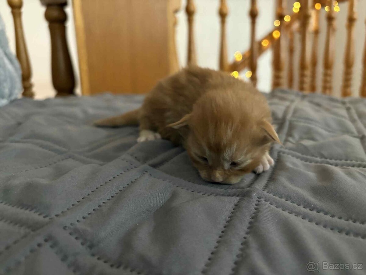 Mainská mývali - 5