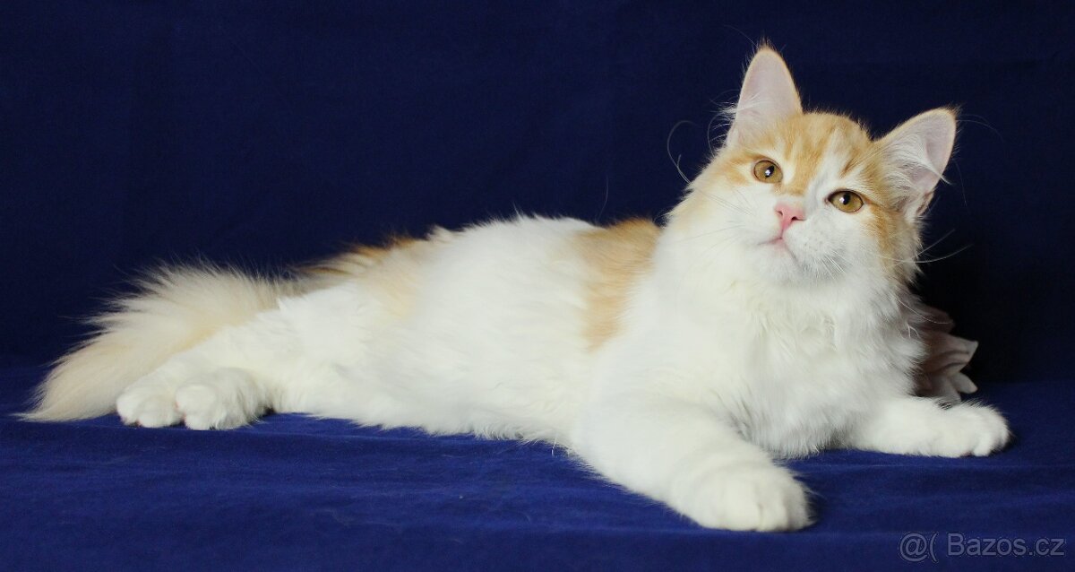 Sibiřská kočka - 5