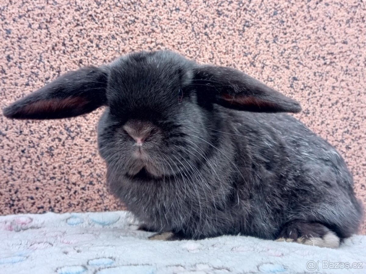 Volný Sameček - Anglický Zakrslý Beránek MiniLop🍑 - 5