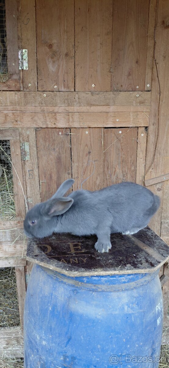 Moravský modrý - 5