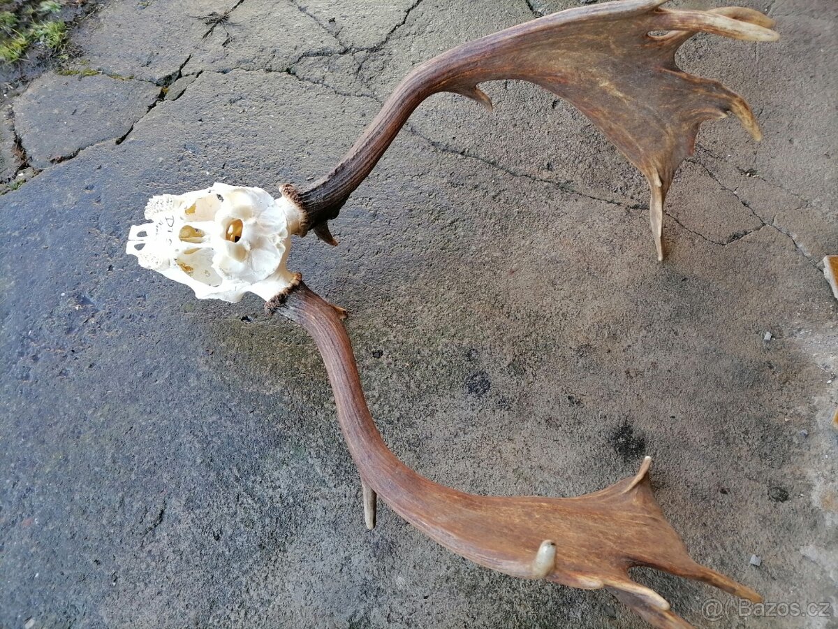 Paroží z daňka - 5