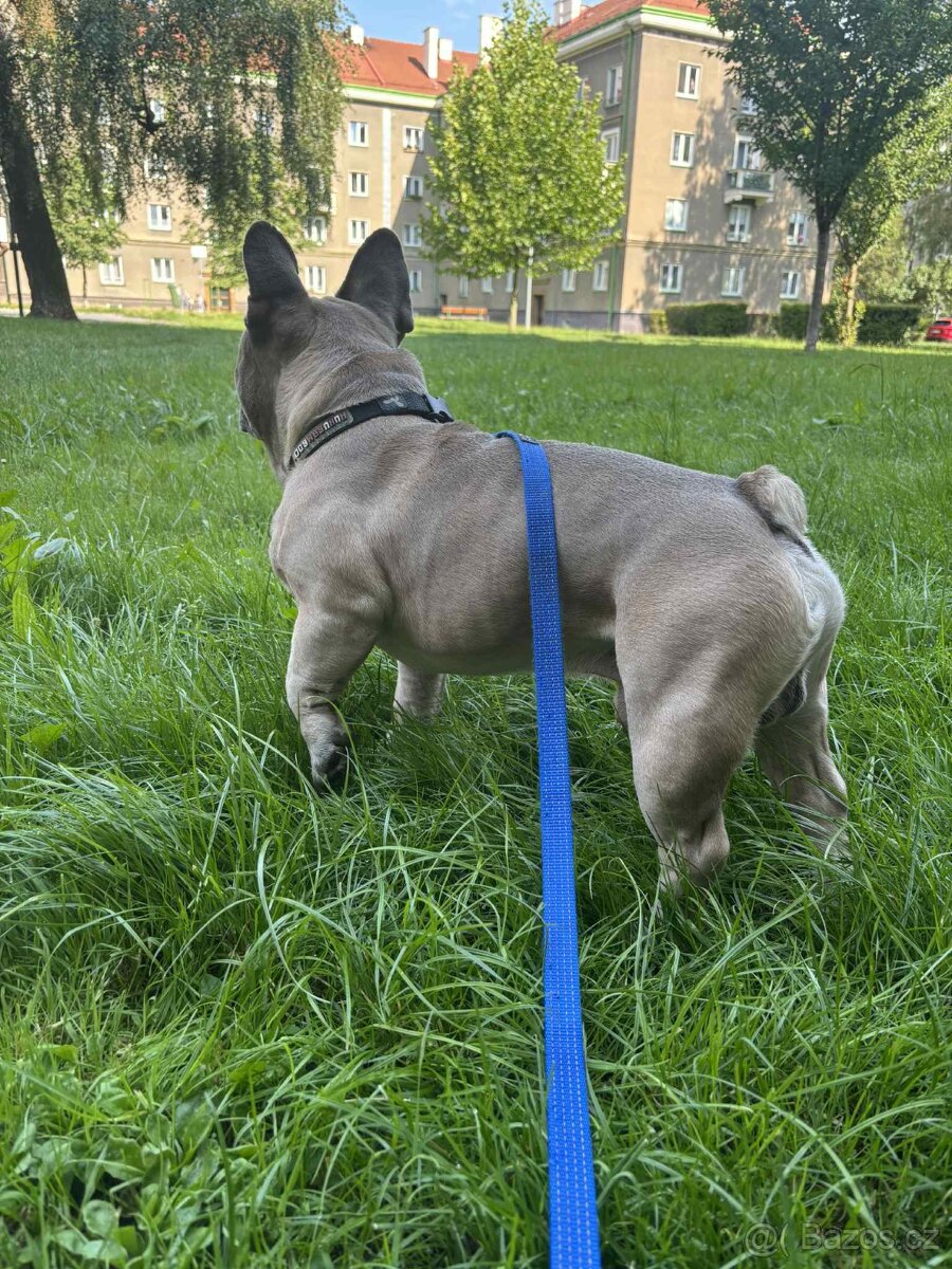 Francouzsky buldoček - 5