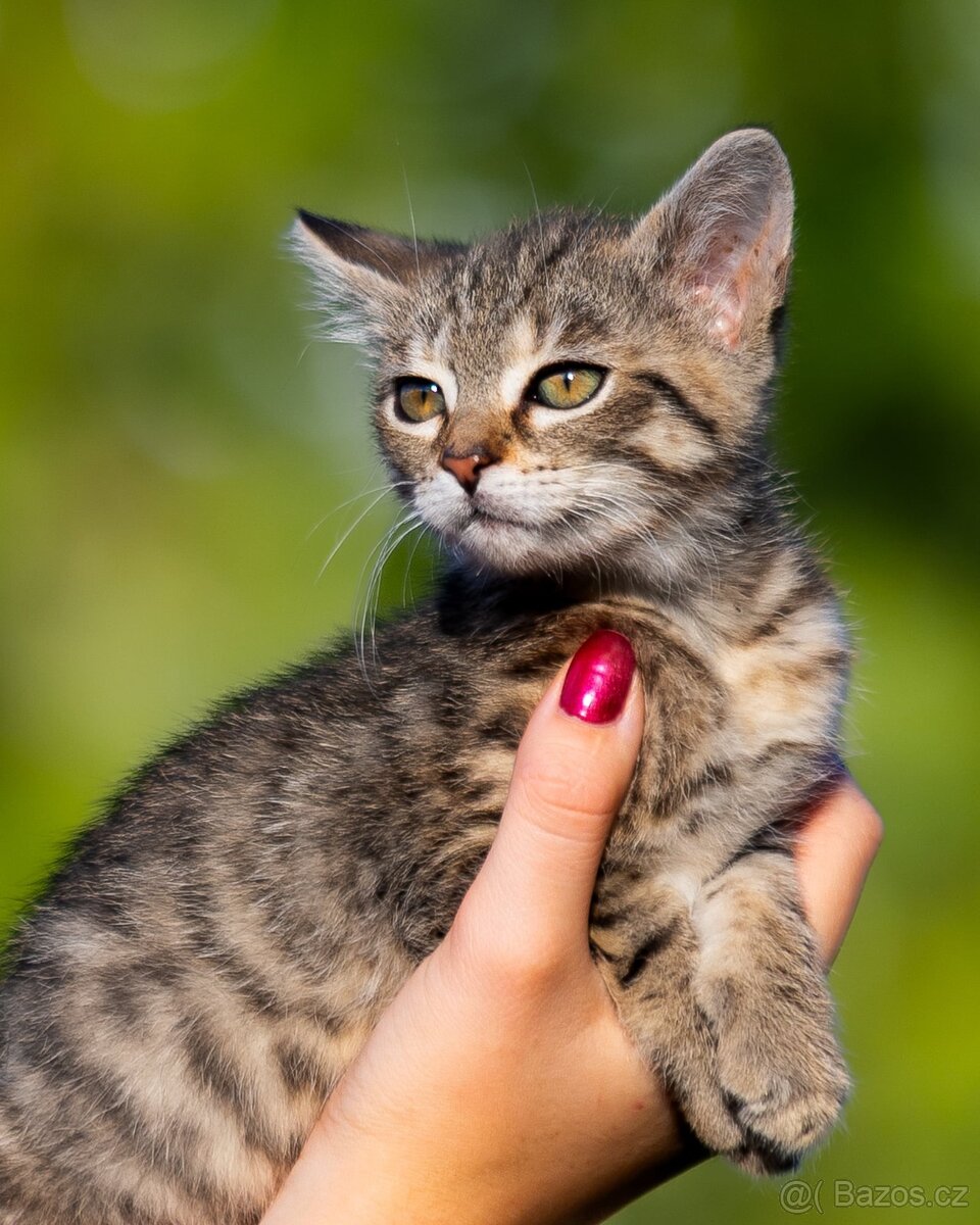 Hledáme domov pro Terezku a Agátku - 5