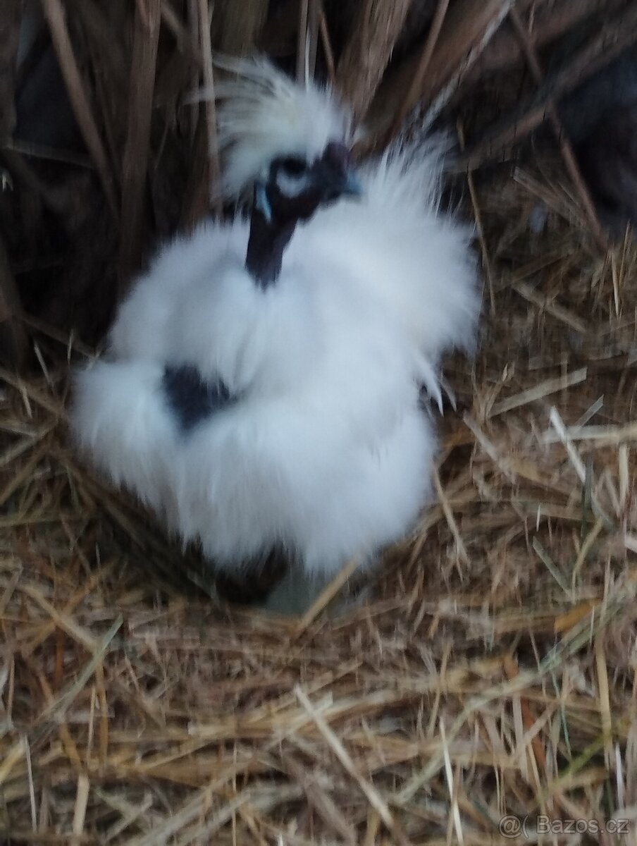 Kohouti hedvábničky - 5