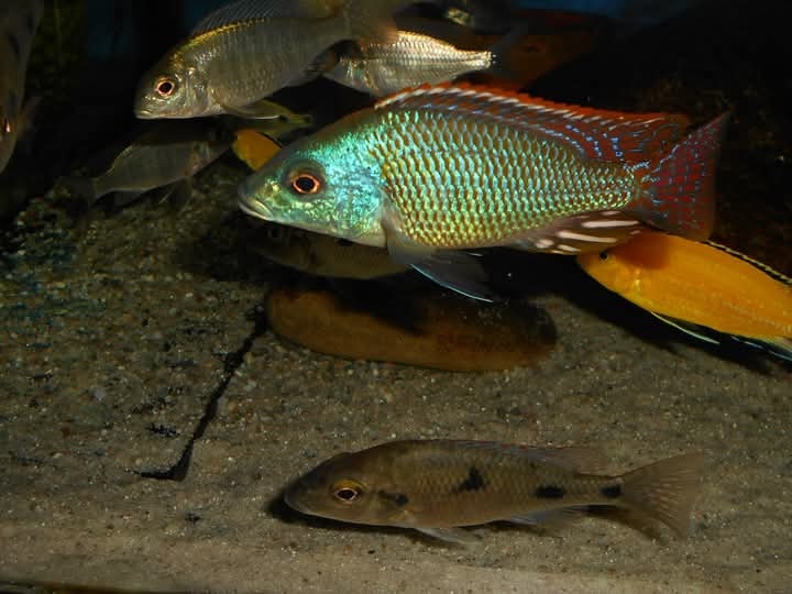 Otopharynx Tetrastigma, Malawi - 5
