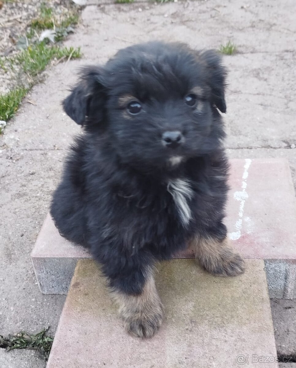 Štěňata ořiška - 5